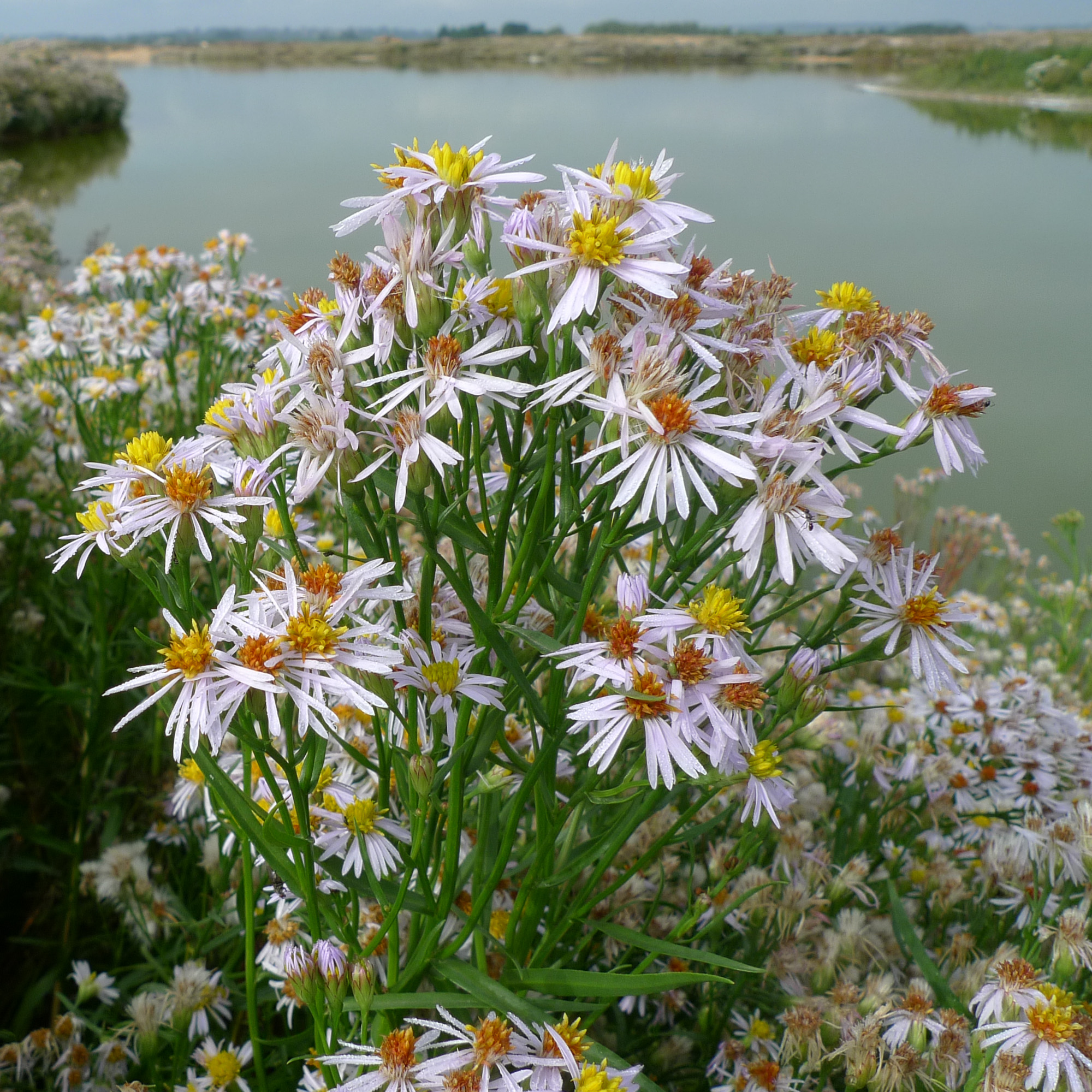 Sea Aster 1020450